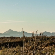 MARINA DI VECCHIANO-Bufalina