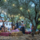 Aperitivo Tra gli Olivi